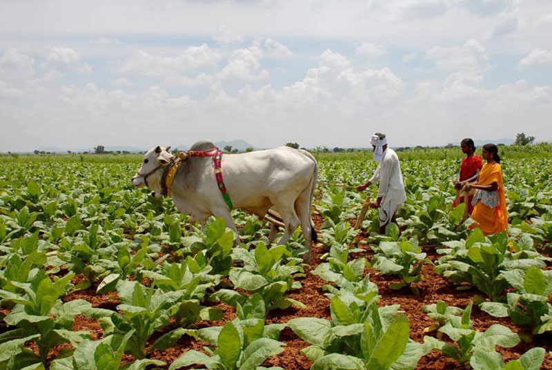  Tobacco Board Ups Andhra Crop Size