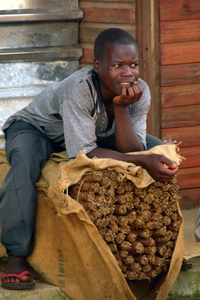 Malawi’s tobacco growers suffering