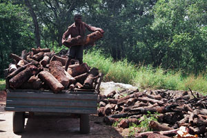  Illegal logging up in Zimbabwe