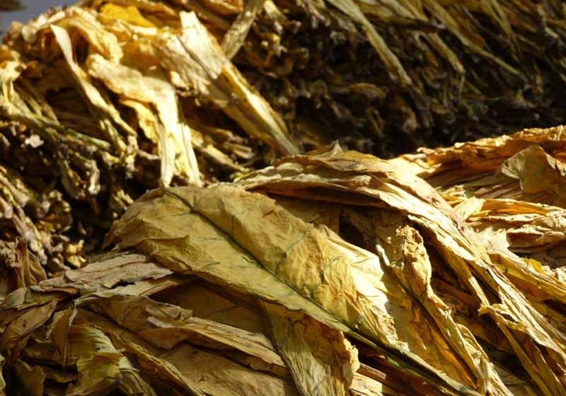  Eastern wants tobacco grown in Egypt