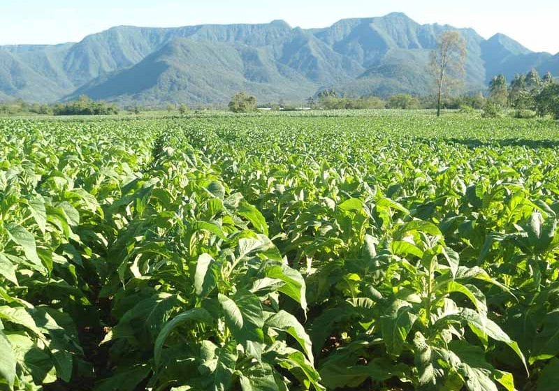  Tobacco project in minister’s hands