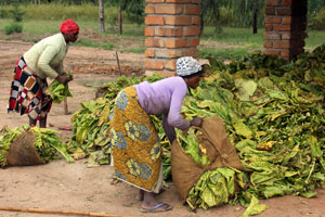  Malawi sticking with leaf production