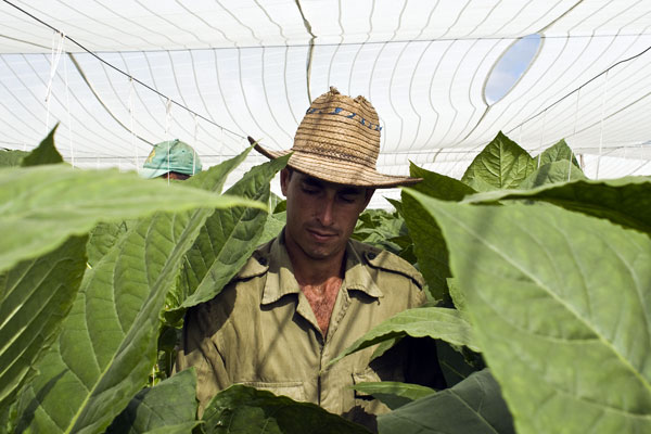  Cuba aims for big harvest