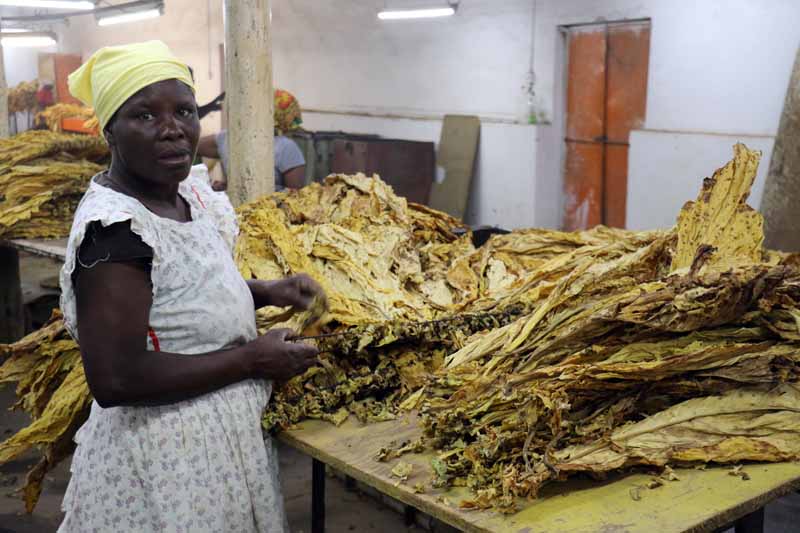  Zimbabwe: Tobacco Has Kept Covid at Bay