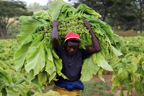  Diversification in Africa: FCTC No Help