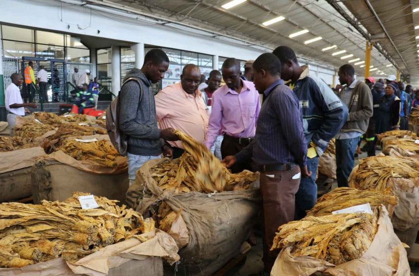  Uncertainty About Zimbabwe Sales Season