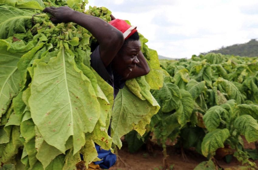  Zimbabwe Growers Plant 55,170 Hectares