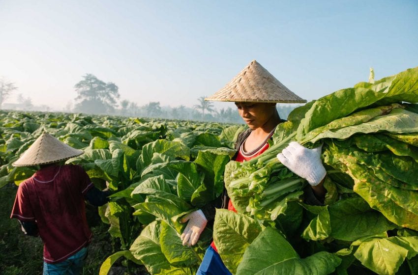  Vietnam Extends Quota for Cambodian Leaf