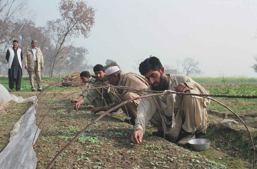  Tobacco Farmers Urge End to Pakistan’s Advance Tax