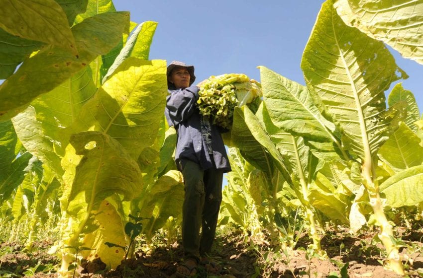  Philippines Industry Group: Add Tobacco to Anti-Smuggling Act