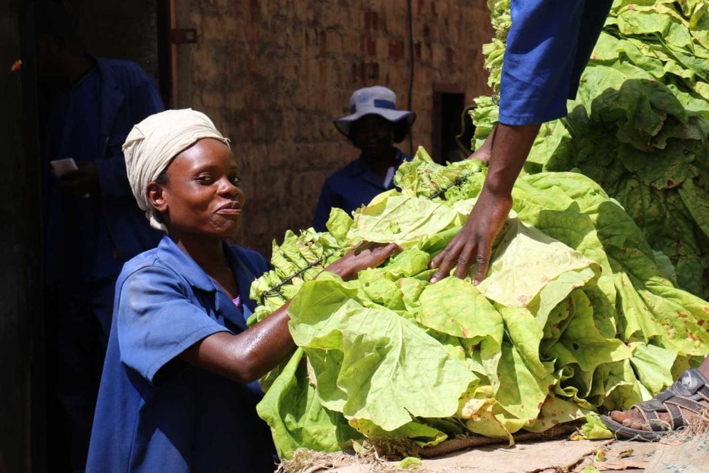 A Zimbabwean farm worker loads leaf onto a truck
