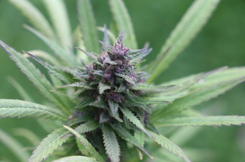  Recreational Cannabis Poised for Growth