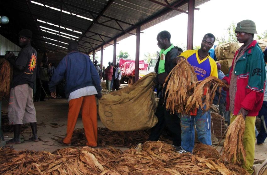  Tobacco Production Rising in Mozambique