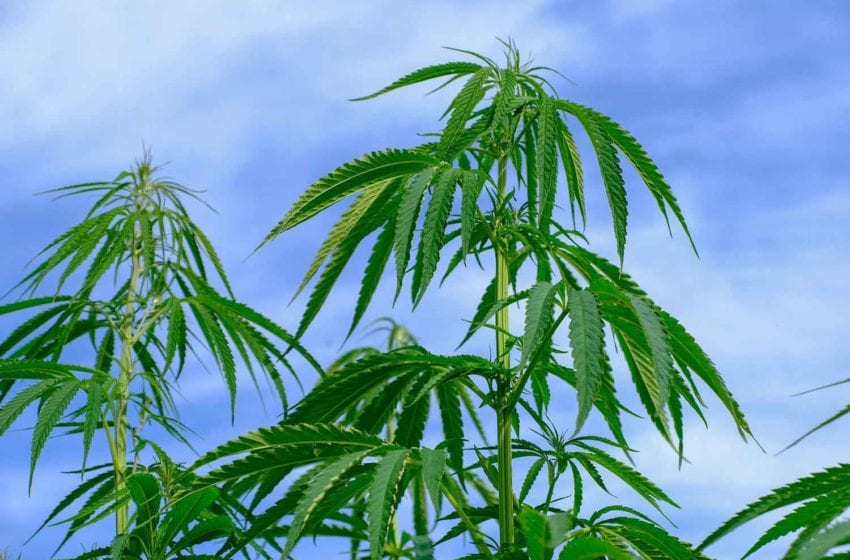  Zimbabwe: Cannabis Could Outstrip Tobacco as Cash Crop