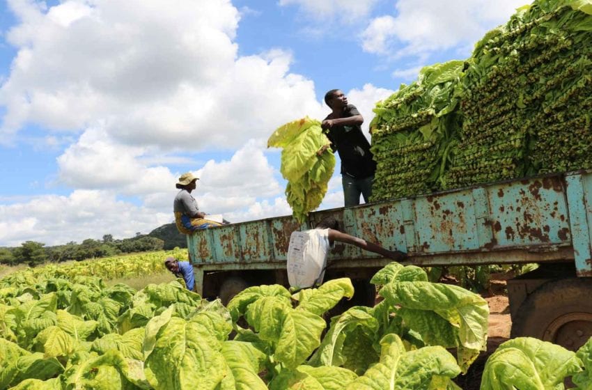  Zimbabwe Aims to Capture More Value from Tobacco