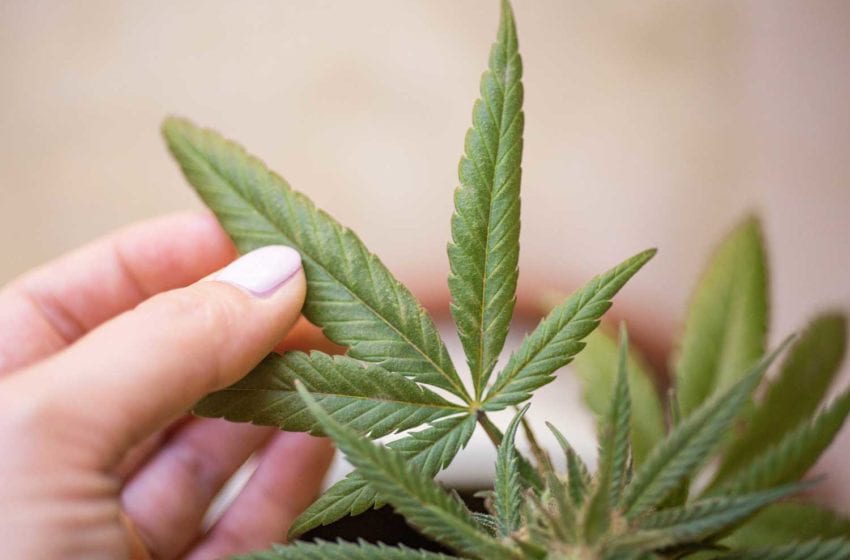  New York Poised to Legalize Marijuana