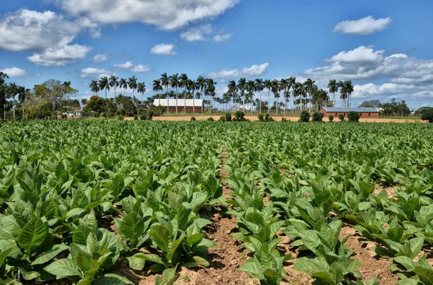  Farmers Exceed Cuban Leaf Cultivation Plan