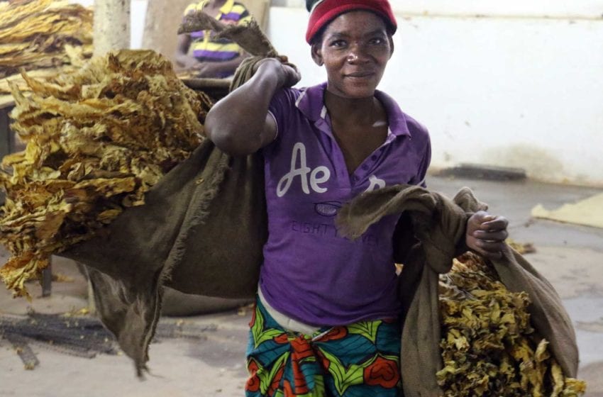  Zimbabwe: Tobacco Sales Hit $650 Million