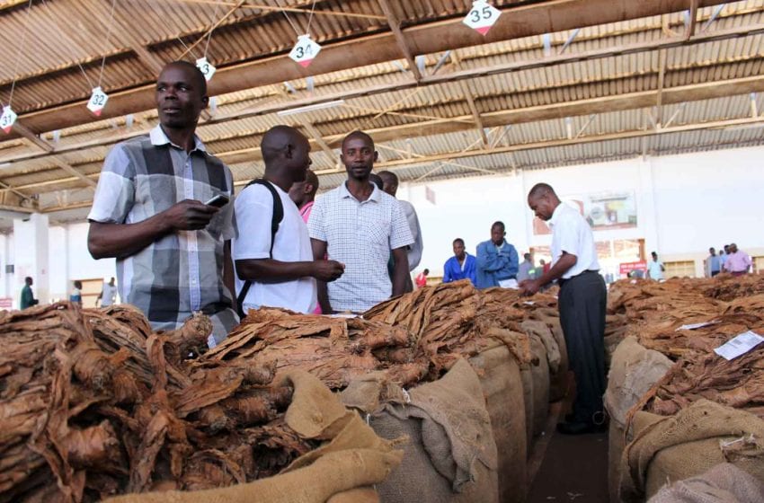  Malawi Approves Tobacco Law