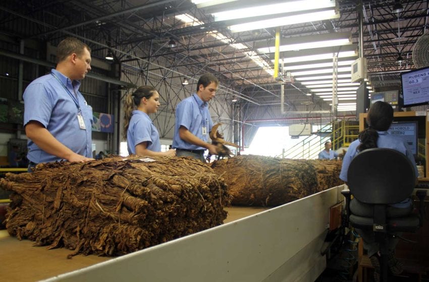  Brazilian Leaf Exports up in 2021