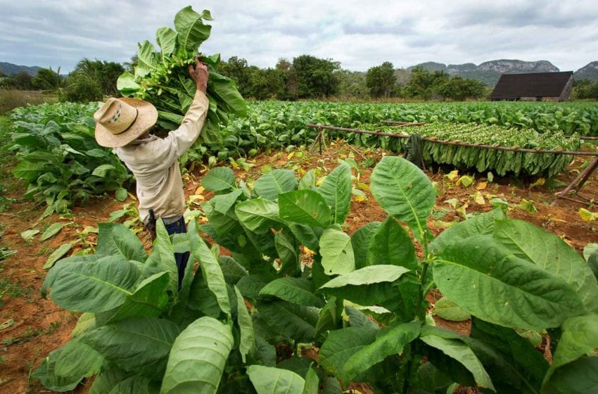  Cuban Tobacco Protected from Rain