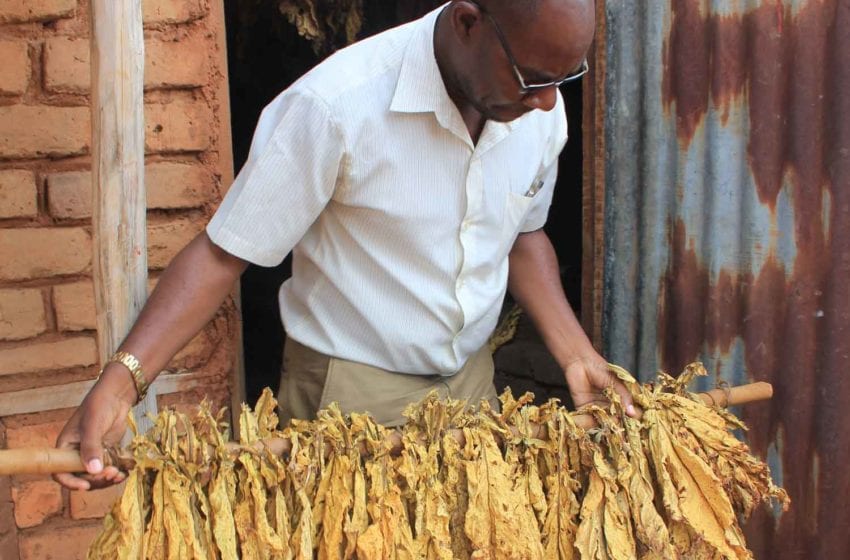  Tanzania: Leaf Prices Skyrocketing in Tabora