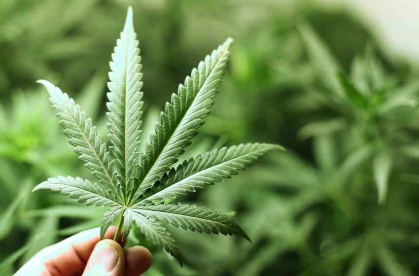  Filtrona Launches Cannabis Division