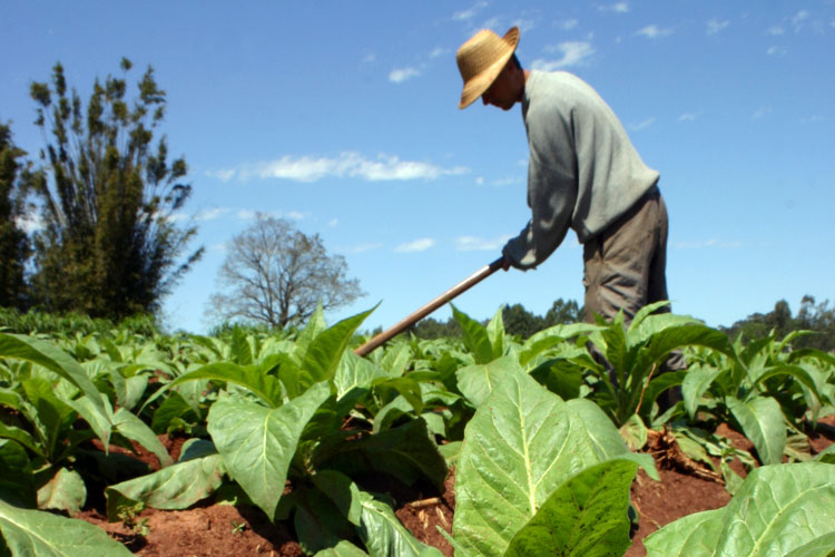  Leaf Exporter Charged With Using Slave Labor