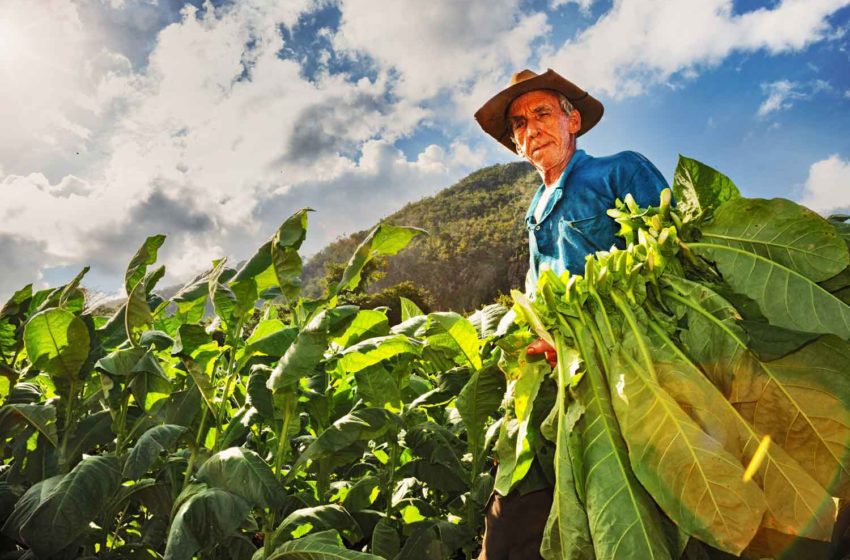  Cuba Tobacco Area Down Due to Shortages