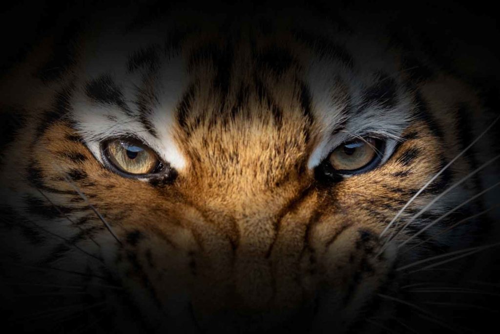 30,000+ Tiger Eye Pictures | Download Free Images on Unsplash