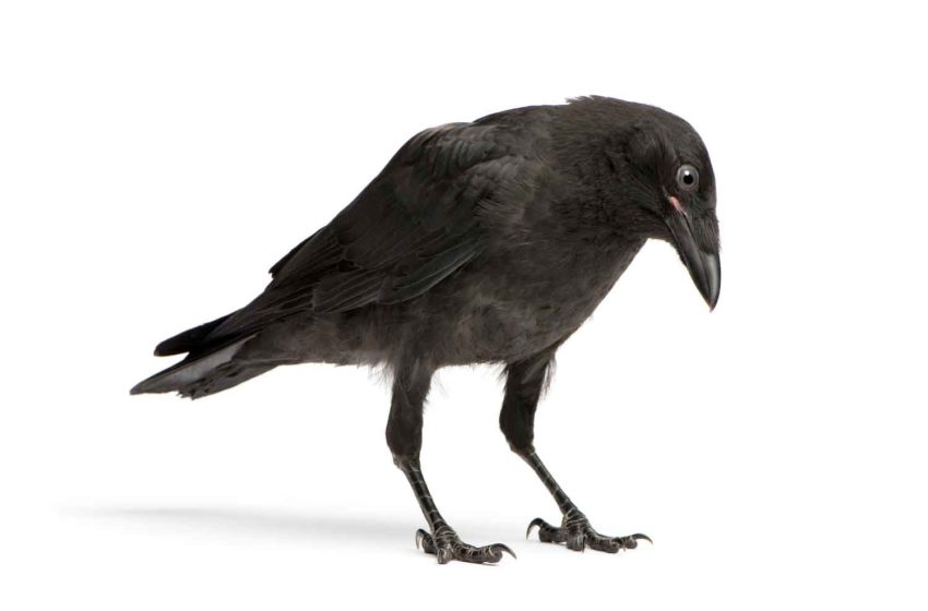  Crows Trained to Pick up Cigarette Butts