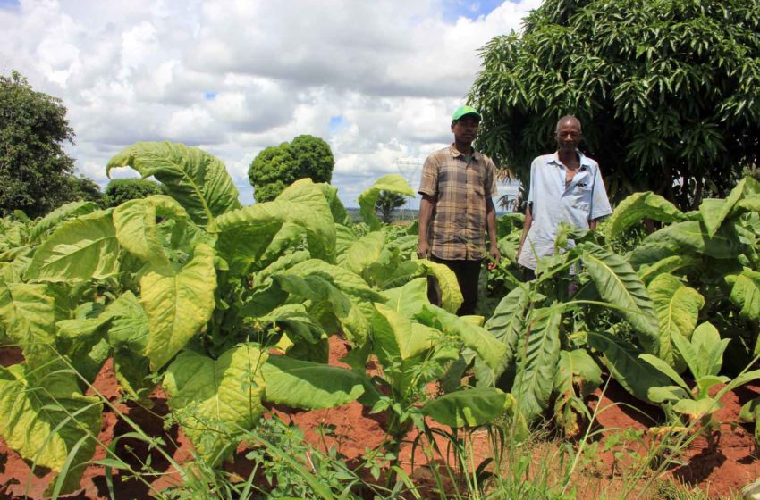  Kenya: Push to End Tobacco Farming
