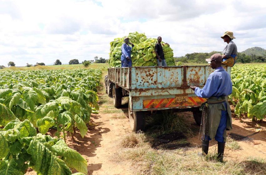  Zimbabwe Increases Tobacco Planted Area