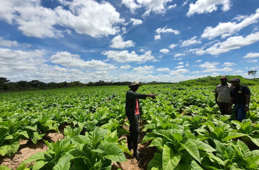  Zimbabwe Farmers Happy with Shisha Sales