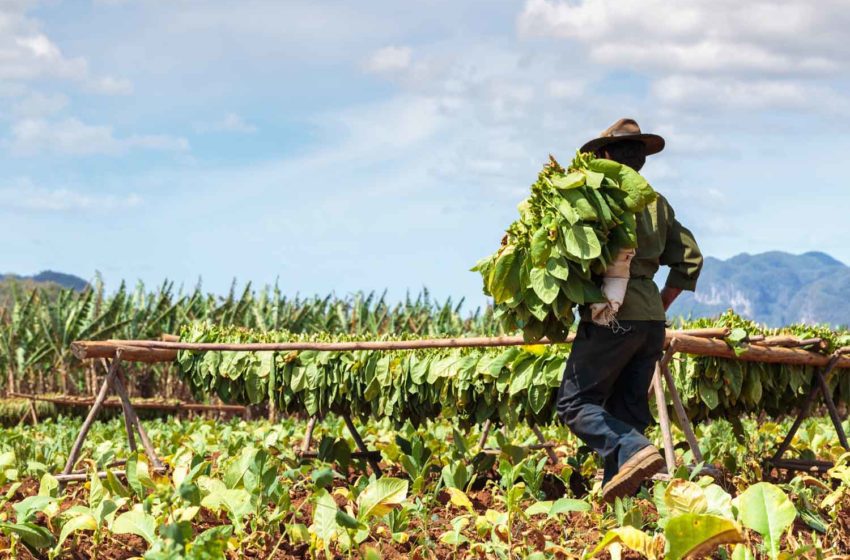  Cuban Tobacco Growers Reinvest in Tractors