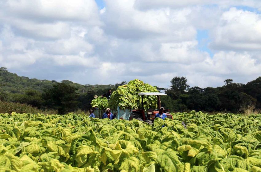  Zimbabwe Leaf Exports Top $1 Billion