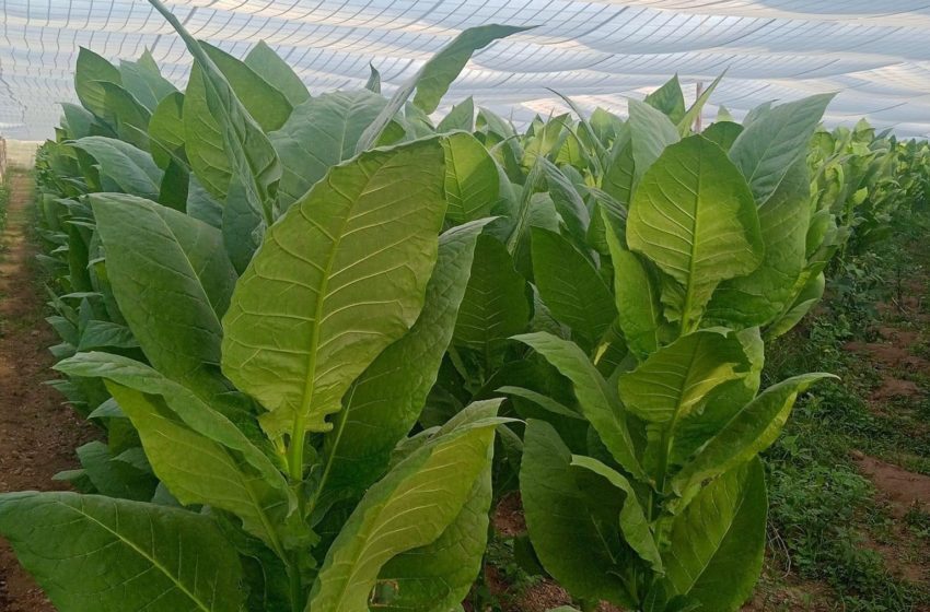  Cuba Headed for Worst Tobacco Crop