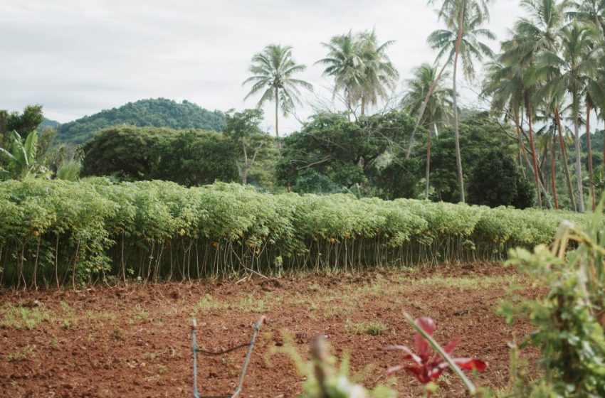  Fiji Tobacco Farming Increasing