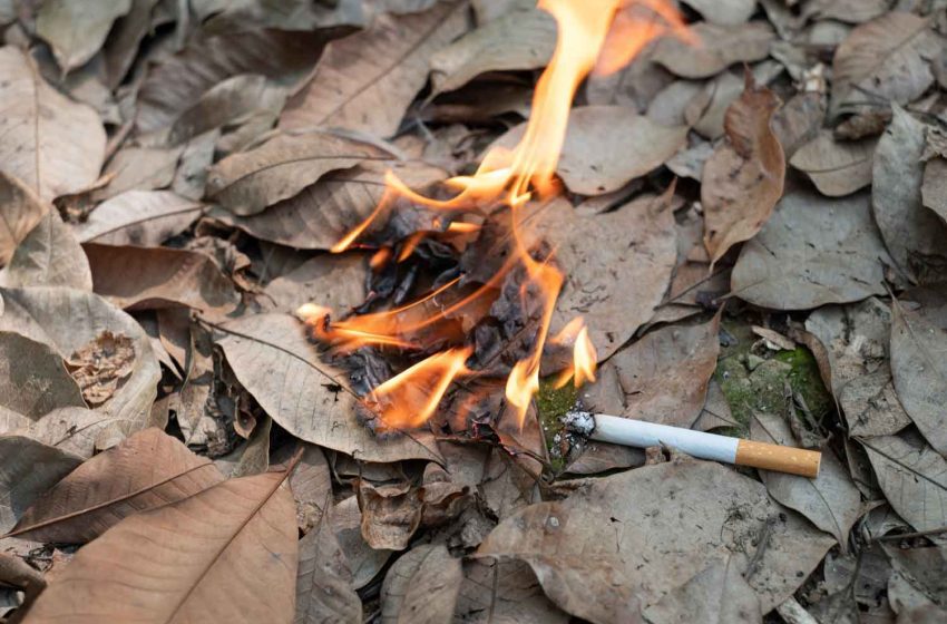  France Bans Smoking in Forests