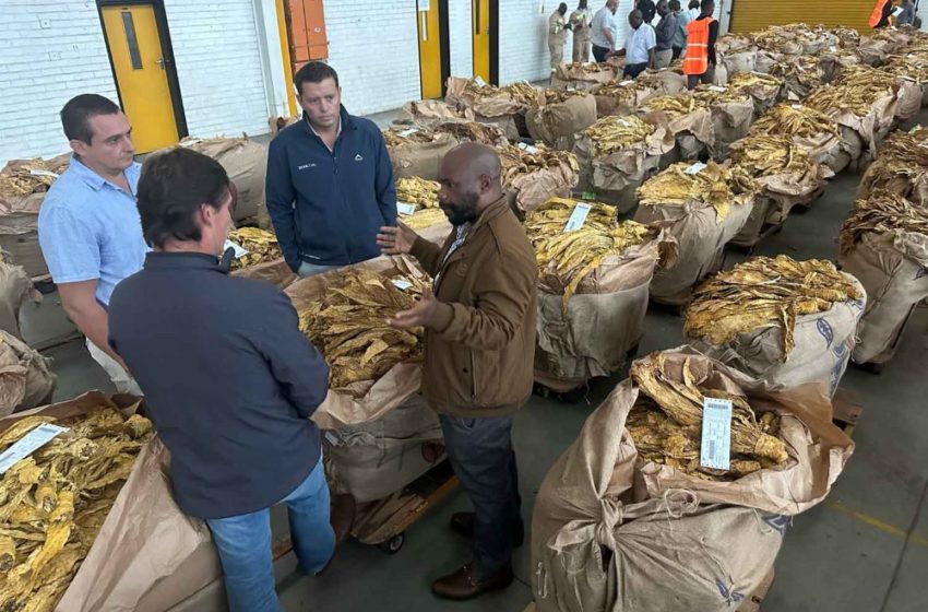  Zimbabwe Tobacco Sales Bring in Millions 