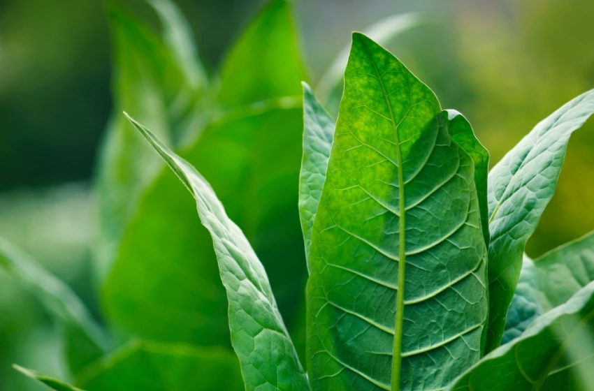  Tobacco Plants Used to Make Medicines