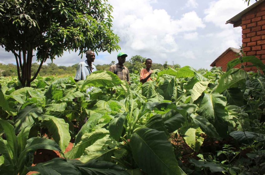  Tanzania Tobacco Exports Hit $438 Million