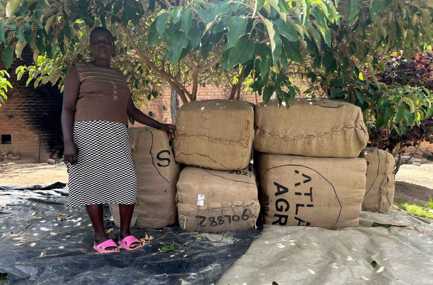  Zimbabwe Leaf Sales Approach $800 Million