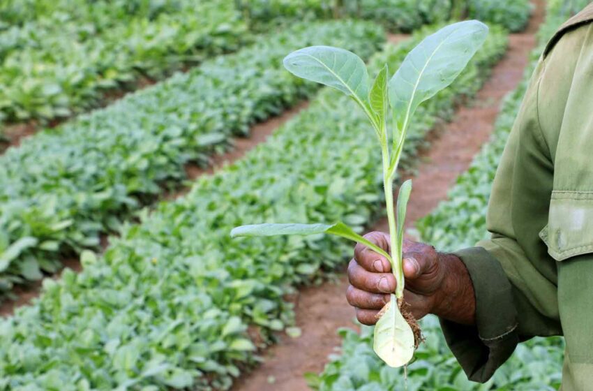  Zimbabwe: Seedbeds 16 Percent Larger