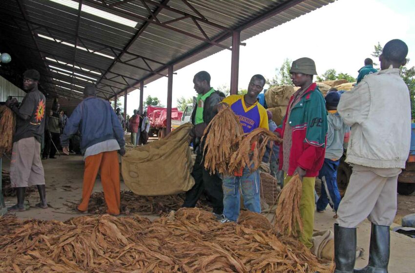  Mozambique Leaf Exports Down