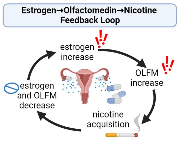  Estrogen May Drive Nicotine Addiction