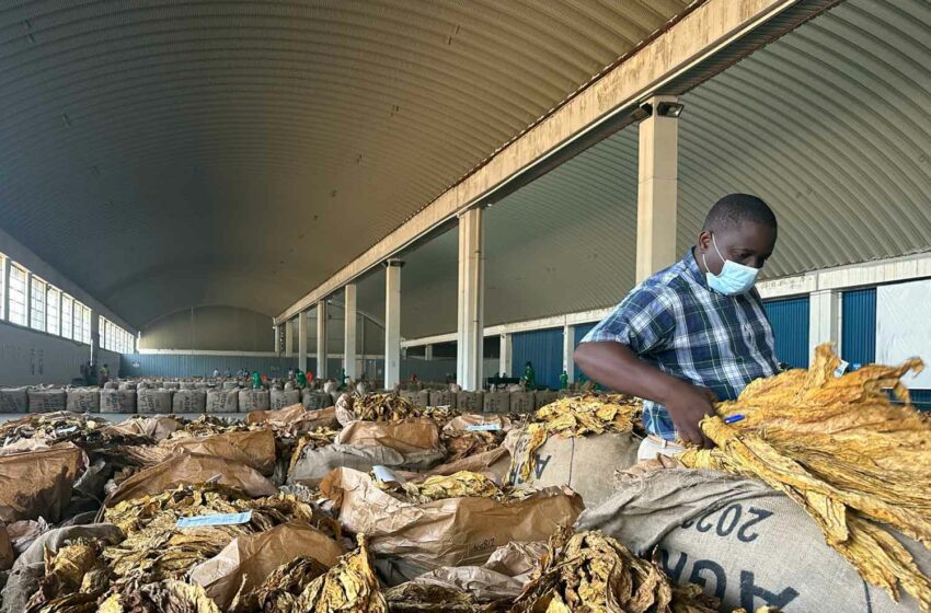  Zim Growers Worried About Price Fixing