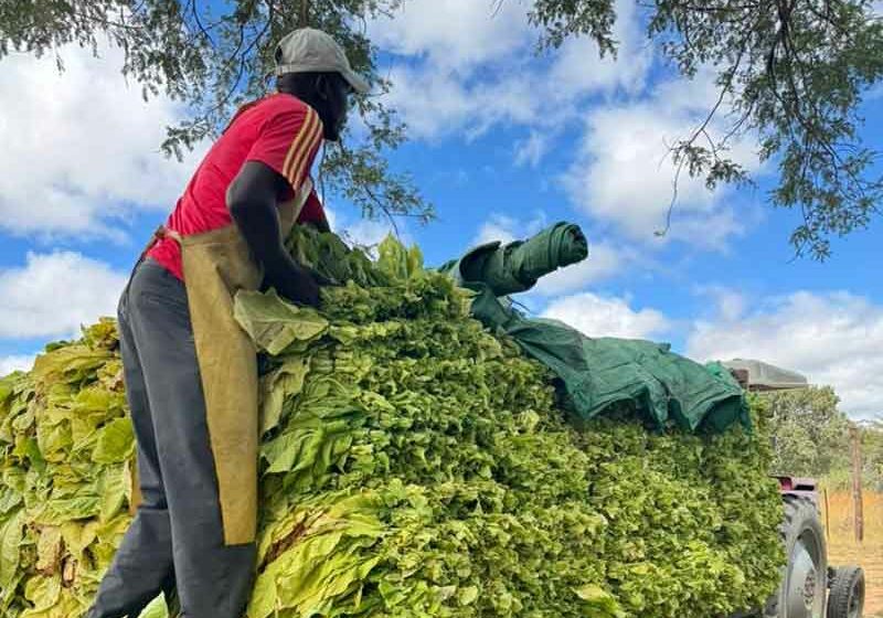  Farmers Earn $1.3 Million From Shisha Leaf