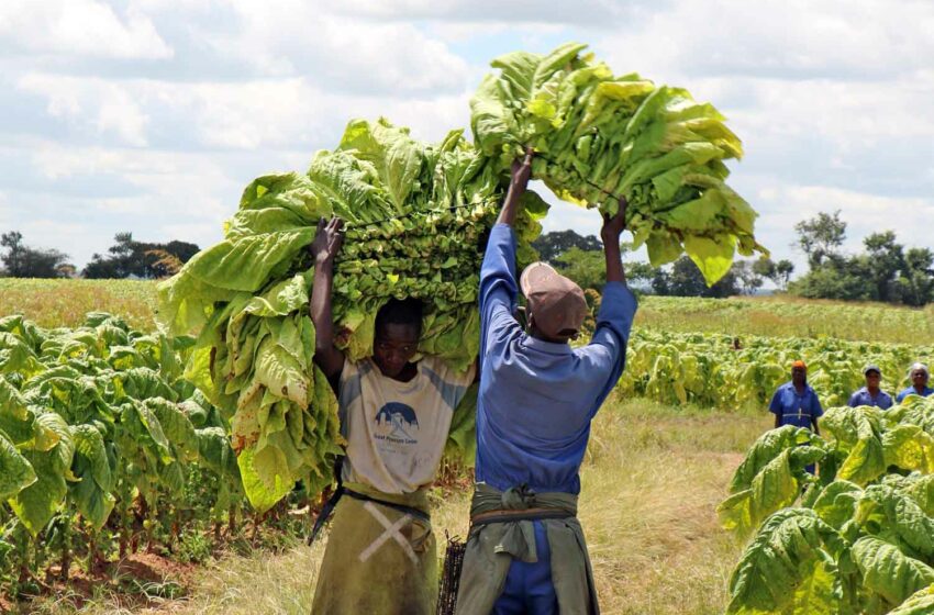  Zimbabwe: Preparation for Growing Season on Track