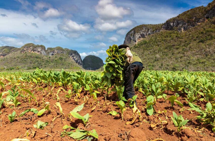  Farmers Scramble to Save Leaf Ahead of Storm